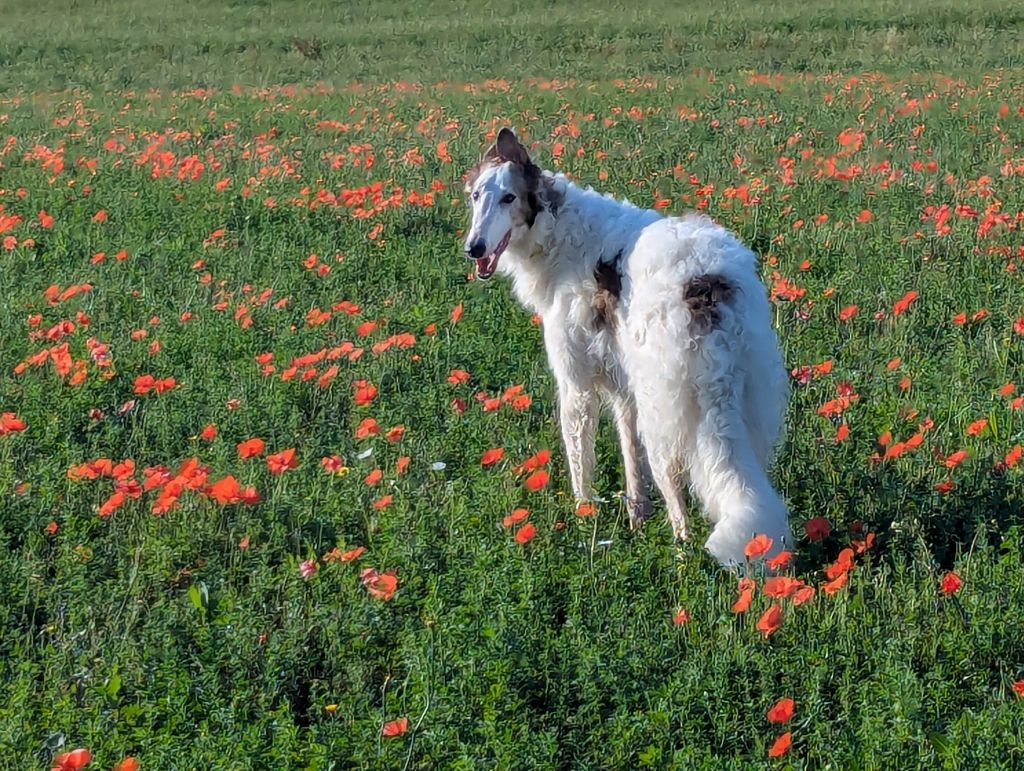 Versailles Du grand fresnoy