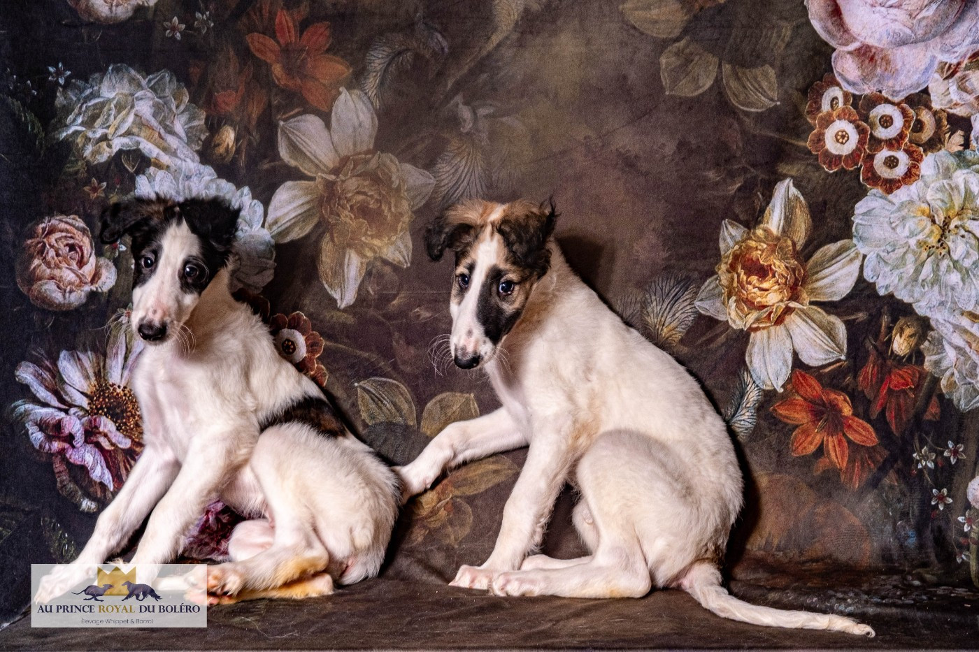 Chiot Barzoï disponible à la réservation