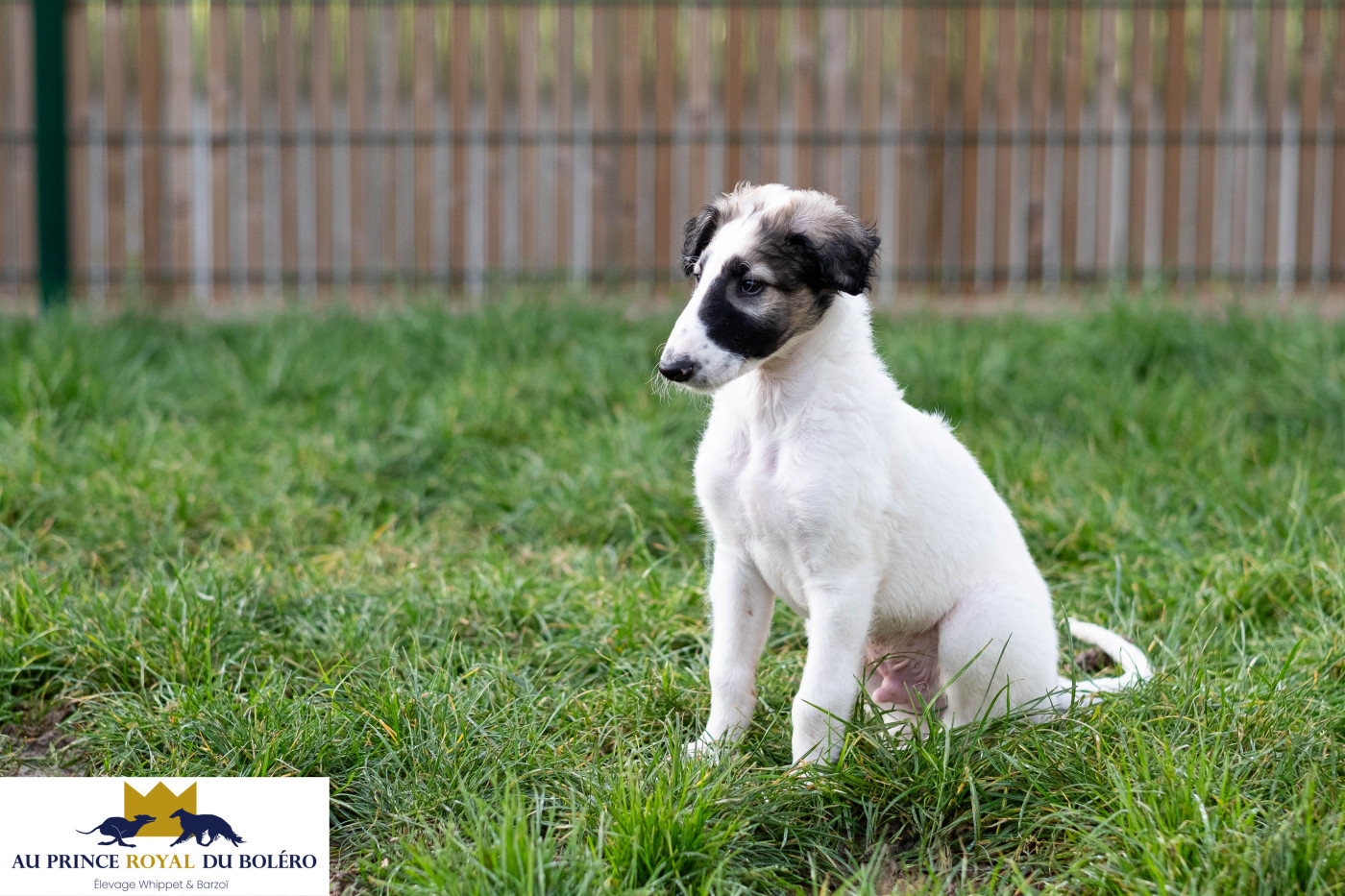 Au Prince Royal Du Boléro - Chiot Barzoï Azzaro disponible