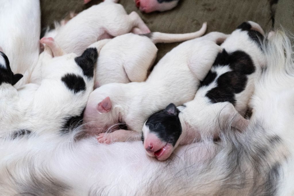 Chiot Barzoï disponible à la réservation