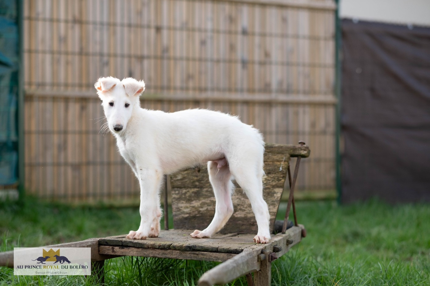 Au Prince Royal Du Boléro - Chiots disponibles - Barzoi
