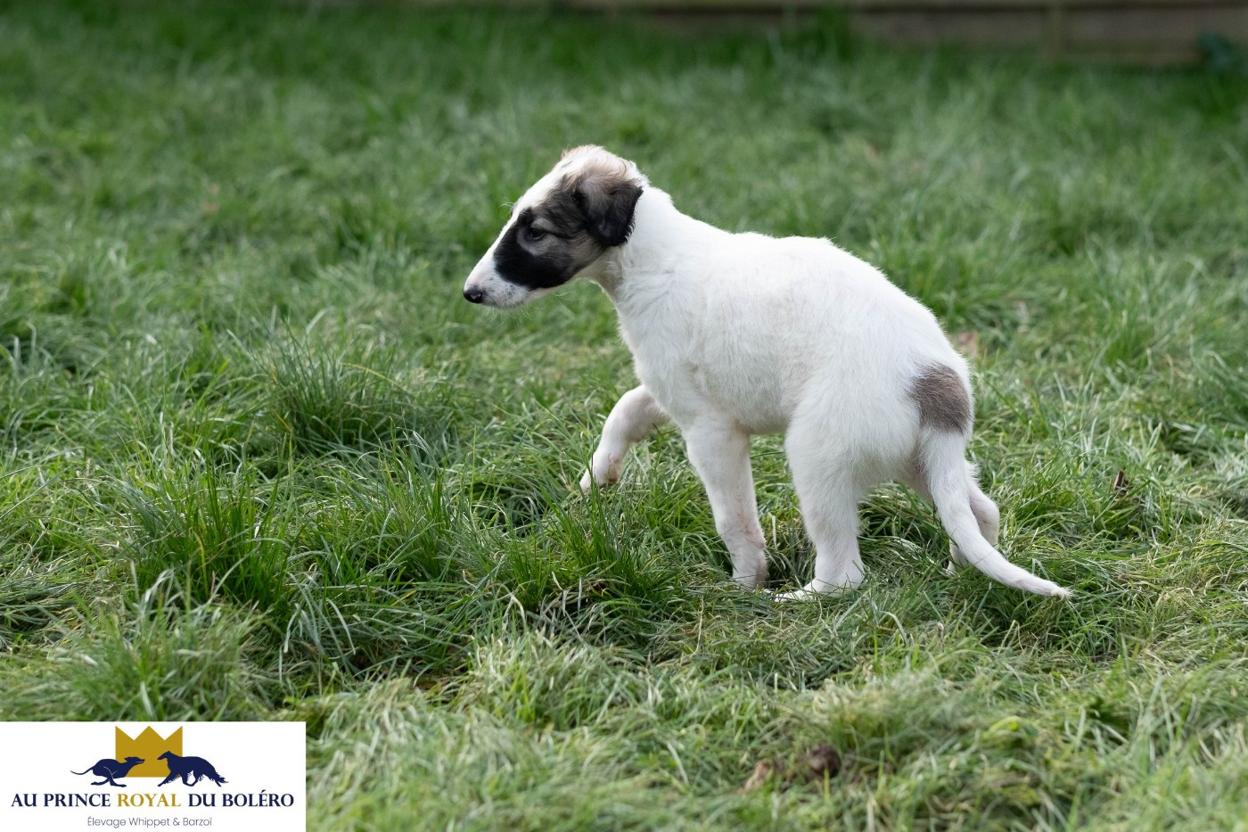 Au Prince Royal Du Boléro - Chiots disponibles - Barzoi