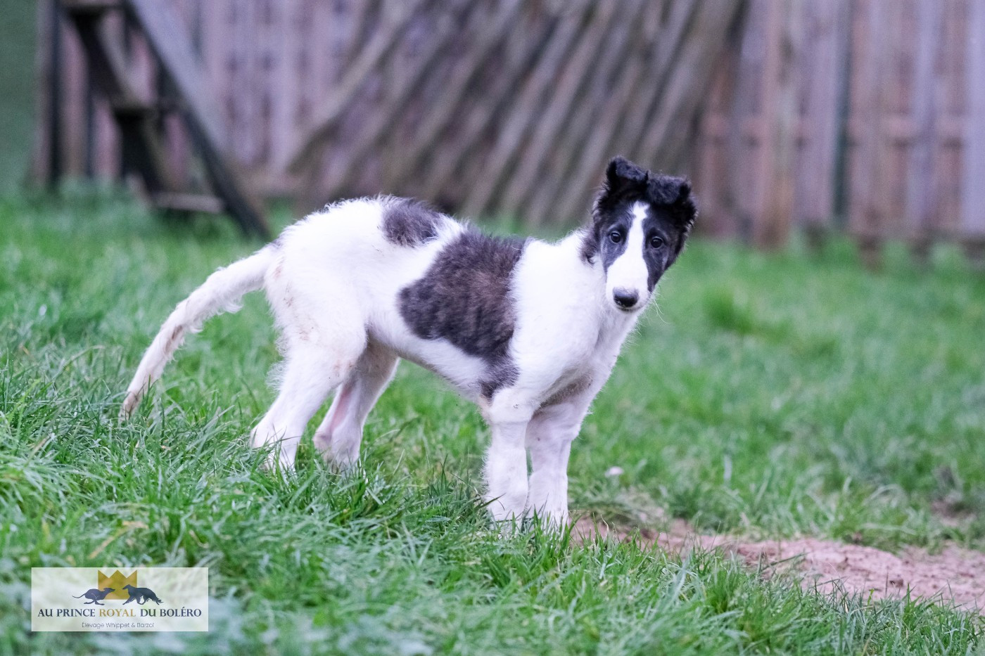 Au Prince Royal Du Boléro - Chiots disponibles - Barzoi