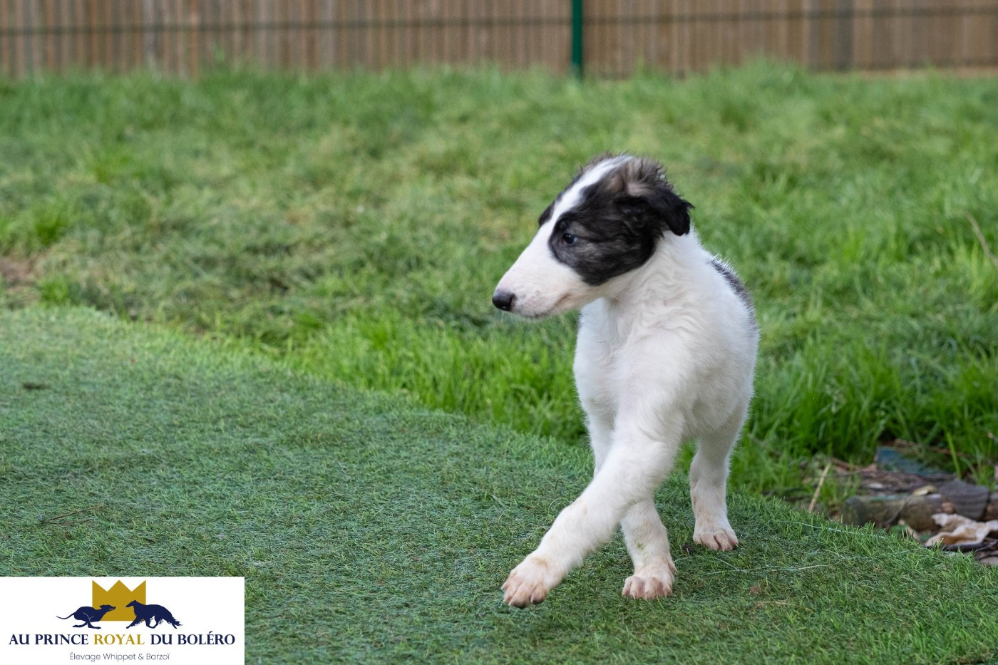 Au Prince Royal Du Boléro - Chiots disponibles - Barzoi