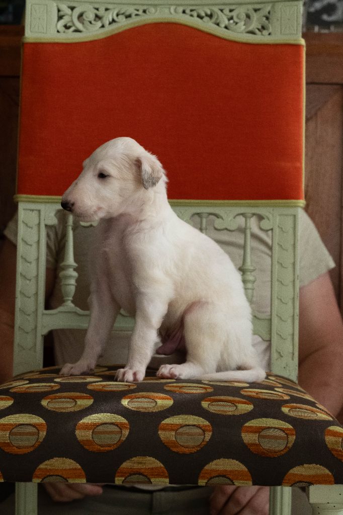Au Prince Royal Du Boléro - Chiots disponibles - Barzoi