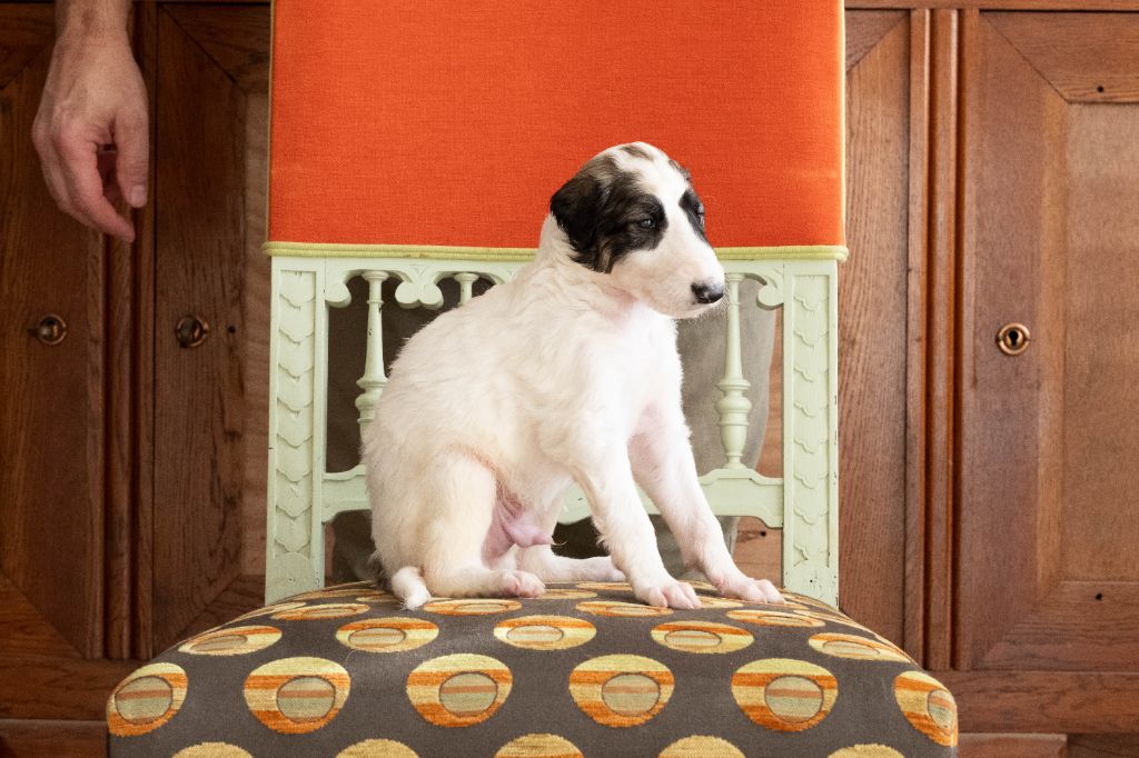 Au Prince Royal Du Boléro - Chiots disponibles - Barzoi