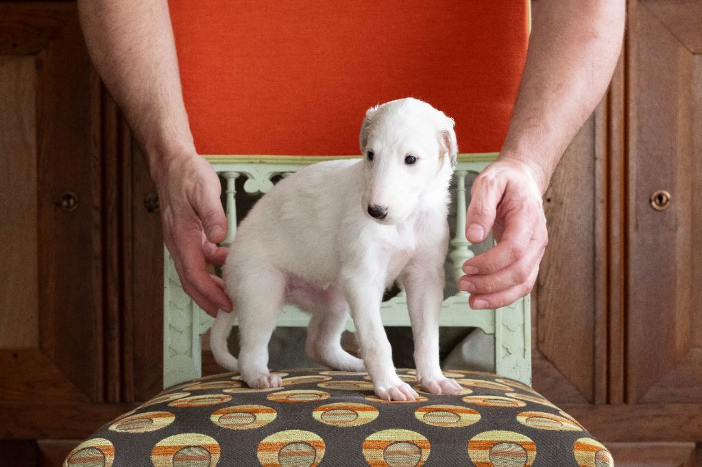 Au Prince Royal Du Boléro - Chiots disponibles - Barzoi